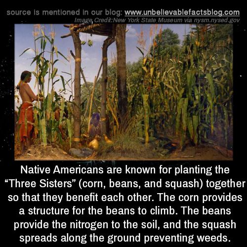 native americans farming yemassee - source is mentioned in our blog Image, CreditNew York State Museum via nysm.nysed.gov Native Americans are known for planting the "Three Sisters" corn, beans, and squash together so that they benefit each other. The cor