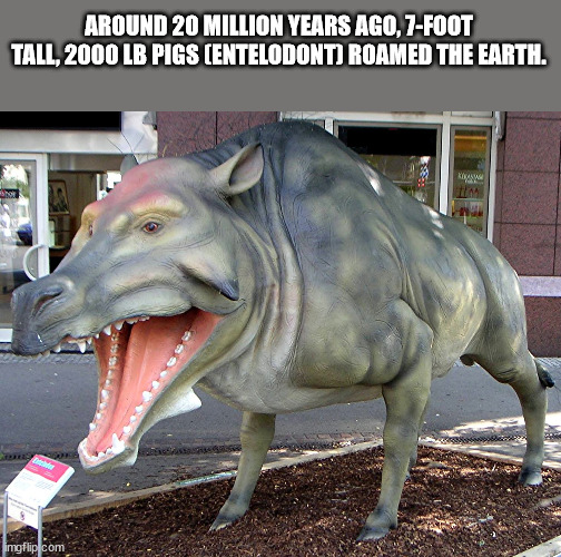 Around 20 Million Years Ago, 7Foot Tall, 2000 Lb Pigs Entelodont Roamed The Earth. imgflip.com