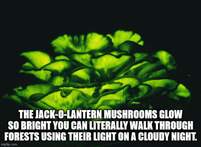 bioluminescence jack o lantern mushroom - The JackOLantern Mushrooms Glow So Bright You Can Literally Walk Through Forests Using Their Light On A Cloudy Night. imgflip.com