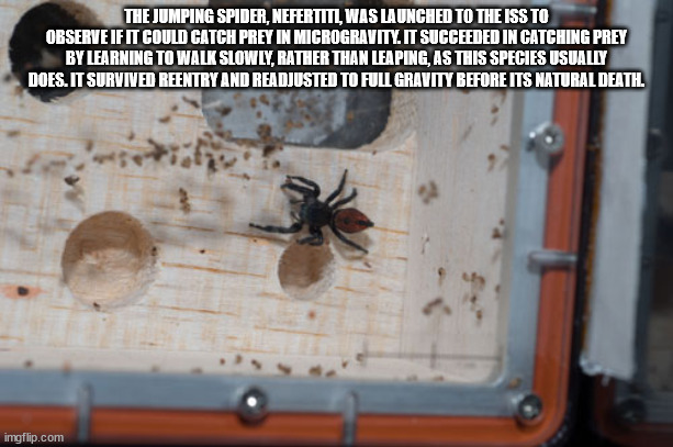 smithsonian museum spider - The Jumping Spider, Nefertit, Was Launched To The Iss To Observe If It Could Catch Prey In Microgravity. It Succeeded In Catching Prey By Learning To Walk Slowly, Rather Than Leaping, As This Species Usually Does. It Survived R