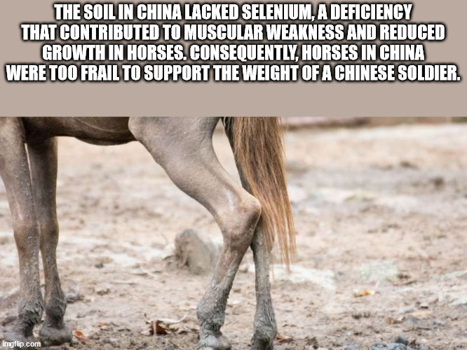 fauna - The Soil In China Lacked Selenium, A Deficiency That Contributed To Muscular Weakness And Reduced Growth In Horses. Consequently, Horses In China Were Too Frail To Support The Weight Of A Chinese Soldier. ingflip.com