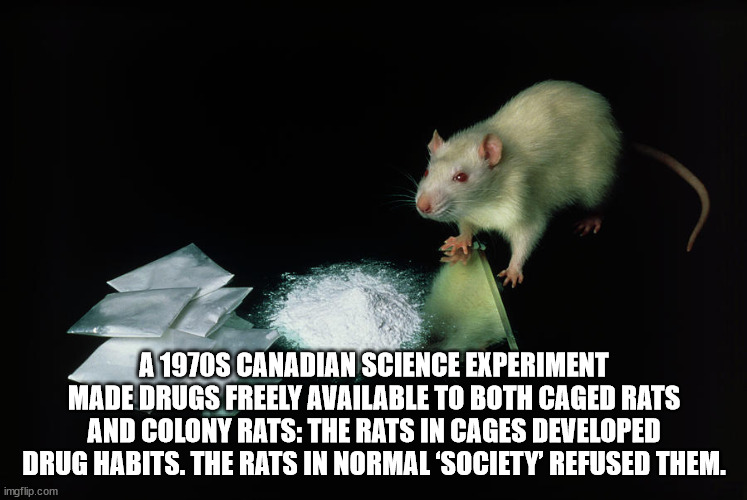 pershing square - A 1970S Canadian Science Experiment Made Drugs Freely Available To Both Caged Rats And Colony Rats The Rats In Cages Developed Drug Habits. The Rats In Normal Society Refused Them. imgflip.com