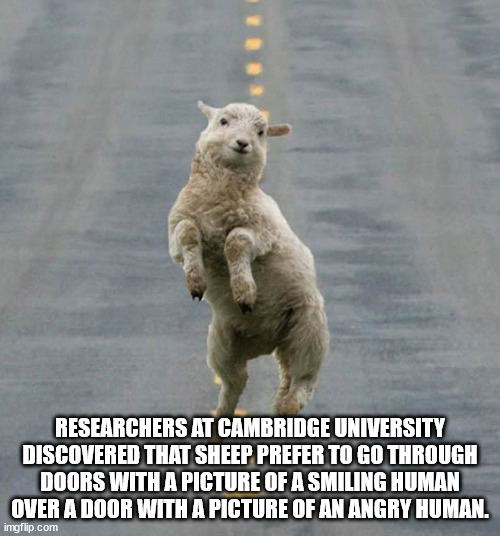 photo caption - Researchers At Cambridge University Discovered That Sheep Prefer To Go Through Doors With A Picture Of A Smiling Human Over A Door With A Picture Of An Angry Human. imgflip.com