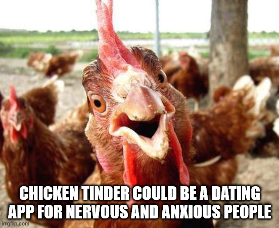 funny chicken - Chicken Tinder Could Be A Dating App For Nervous And Anxious People imgflip.com