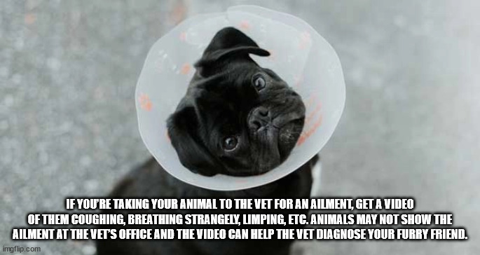 Dog - If You'Re Taking Your Animal To The Vet For An Ailment, Get A Video Of Them Coughing, Breathing Strangely, Limping, Etc. Animals May Not Show The Ailment At The Vet'S Office And The Video Can Help The Vet Diagnose Your Furry Friend. imgflip.com