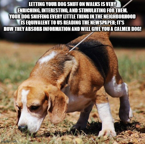 Letting Your Dog Sniff On Walks Is Very Enriching, Interesting, And Stimulating For Them Your Dog Sniffing Every Little Thing In The Neighborhood Is Equivalent To Us Reading The Newspaper; It'S How They Absorb Information And Will Give You A Calmer Dog!…