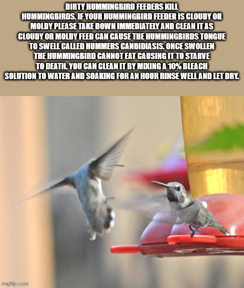 fauna - Dirty Hummingbird Feeders Kill Hummingbirds. If Your Hummingbird Feeder Is Cloudy Or Moldy Please Take Down Immediately And Clean It As Cloudy Or Moldy Feed Can Cause The Hummingbirds Tongue To Swell Called Hummers Candidiasis. Once Swollen The Hu