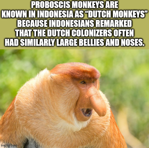 fauna - Proboscis Monkeys Are Known In Indonesia As Dutch Monkeys" Because Indonesians Remarked That The Dutch Colonizers Often Had Similarly Large Bellies And Noses. imgflip.com