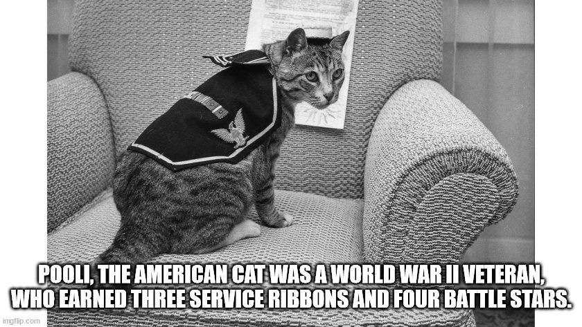 cats during ww2 - Pooli, The American Cat Was A World War Ii Veteran, Who Earned Three Service Ribbons And Four Battle Stars. imgflip.com