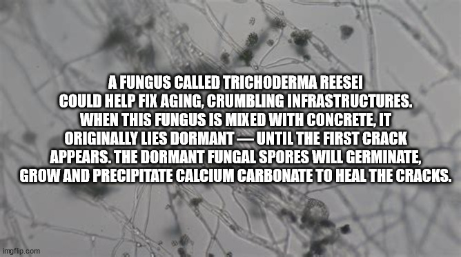 map - A Fungus Called Trichoderma Reesei Could Help Fix Aging, Crumbling Infrastructures. When This Fungus Is Mixed With Concrete, It Originally Lies Dormant Until The First Crack Appears. The Dormant Fungal Spores Will Germinate, Grow And Precipitate Cal