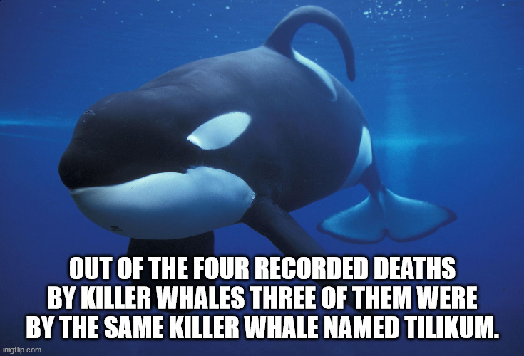 untitled \"last time\" - Out Of The Four Recorded Deaths By Killer Whales Three Of Them Were By The Same Killer Whale Named Tilikum. imgflip.com