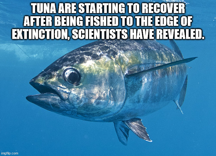 blackfin tuna in water - Tuna Are Starting To Recover After Being Fished To The Edge Of Extinction, Scientists Have Revealed. imgflip.com