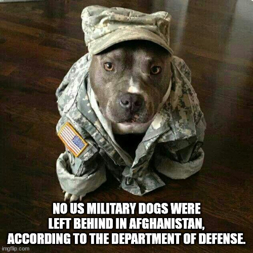 dog in military uniform meme - No Us Military Dogs Were Left Behind In Afghanistan, According To The Department Of Defense. imgflip.com