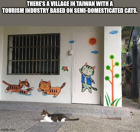 wall - There'S A Village In Taiwan With A Tourism Industry Based On SemiDomesticated Cats. imgflip.com