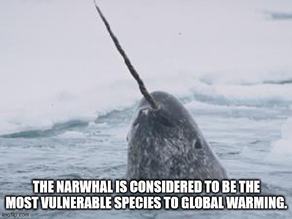 fun facts - skyrim happy birthday - The Narwhal Is Considered To Be The Most Vulnerable Species To Global Warming. imgflip.com