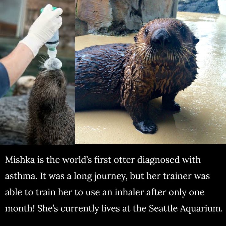 fun facts - asthmatic sea otter - Mishka is the world's first otter diagnosed with asthma. It was a long journey, but her trainer was able to train her to use an inhaler after only one month! She's currently lives at the Seattle Aquarium.
