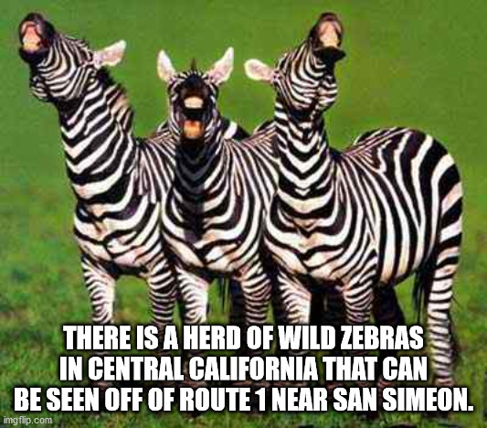 fun facts - zoo ads - There Is A Herd Of Wild Zebras In Central California That Can Be Seen Off Of Route 1 Near San Simeon. imgflip.com