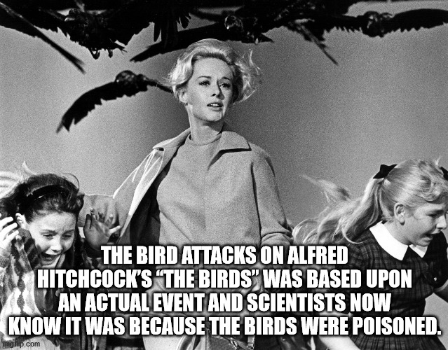 fun facts - tippi hedren the birds - The Bird Attacks On Alfred Hitchcock'S The Birds" Was Based Upon An Actual Event And Scientists Now Know It Was Because The Birds Were Poisoned. glup.com