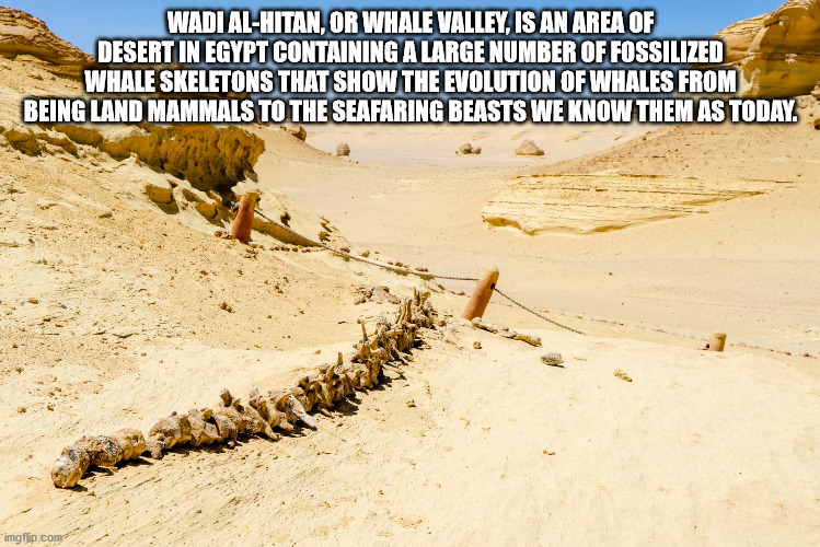 fun facts - sand - Wadi AlHitan, Or Whale Valley, Is An Area Of Desert In Egypt Containing A Large Number Of Fossilized Whale Skeletons That Show The Evolution Of Whales From Being Land Mammals To The Seafaring Beasts We Know Them As Today. imgflip.com