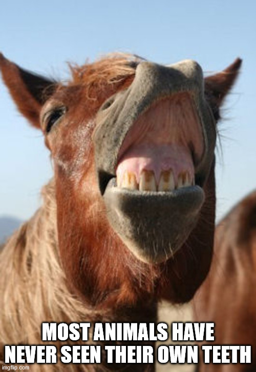 shower thoughts - flehmen response - Most Animals Have Never Seen Their Own Teeth imgflip.com