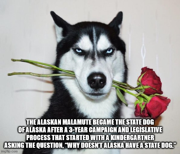 fun facts - useless factsThe Alaskan Malamute Became The State Dog Of Alaska After A 3Year Campaign And Legislative Process That Started With A Kindergartner Asking The Question, "Why Doesn'T Alaska Have A State Dog." imgflip.com
