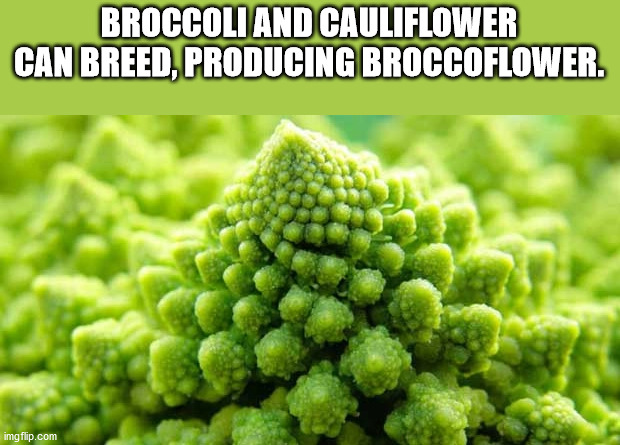 fun facts - useless factsnatural foods - Broccoli And Cauliflower Can Breed, Producing Broccoflower. imgflip.com