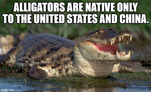 fun facts - useless factsdisney alligator meme - Alligators Are Native Only To The United States And China. imgflip.com