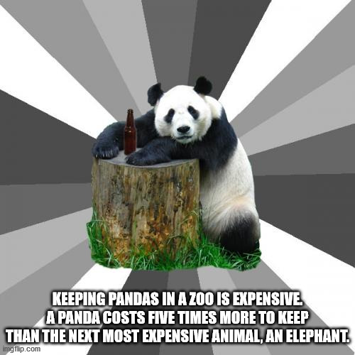 bad pick up line panda - Keeping Pandas In A Zoo Is Expensive A Panda Costs Five Times More To Keep Than The Next Most Expensive Animal, An Elephant. imgflip.com
