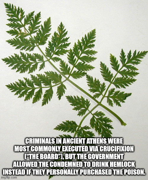 leaf - Criminals In Ancient Athens Were Most Commonly Executed Via Crucifixion "The Board", But The Government Allowed The Condemned To Drink Hemlock Instead If They Personally Purchased The Poison. imgflip.com