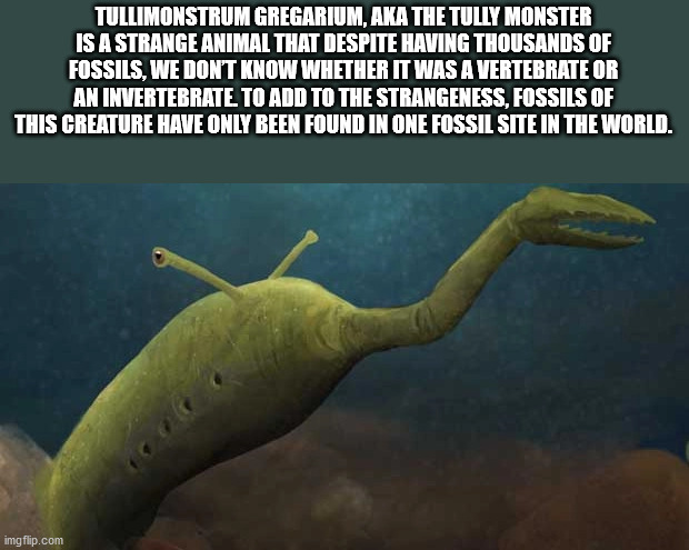 yo dawg i heard you - Tullimonstrum Gregarium, Aka The Tully Monster Is A Strange Animal That Despite Having Thousands Of Fossils, We Don'T Know Whether It Was A Vertebrate Or An Invertebrate To Add To The Strangeness, Fossils Of This Creature Have Only B