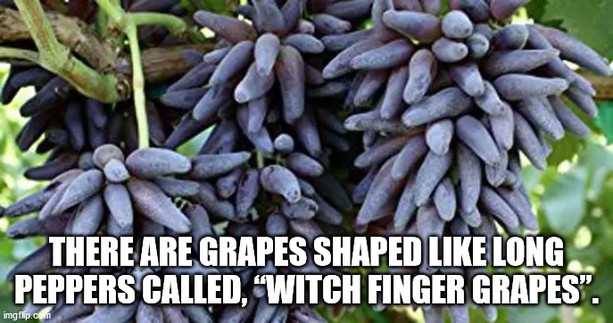 witch finger grape - There Are Grapes Shaped Long Peppers Called. 'Witch Finger Grapes" imgflip.com
