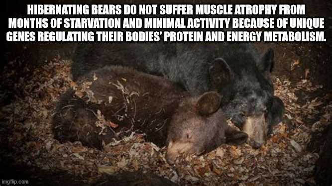 Hibernating Bears Do Not Suffer Muscle Atrophy From Months Of Starvation And Minimal Activity Because Of Unique Genes Regulating Their Bodies' Protein And Energy Metabolism. imgflip.com
