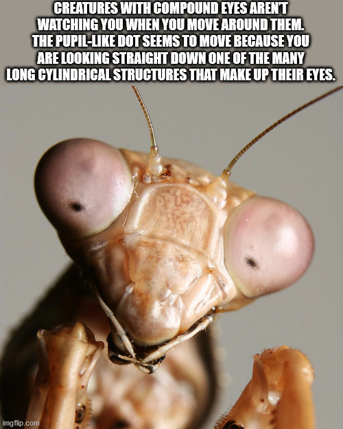 praying mantis eyes - Creatures With Compound Eyes Aren'T Watching You When You Move Around Them. The Pupil Dot Seems To Move Because You Are Looking Straight Down One Of The Many Long Cylindrical Structures That Make Up Their Eyes. imgflip.com