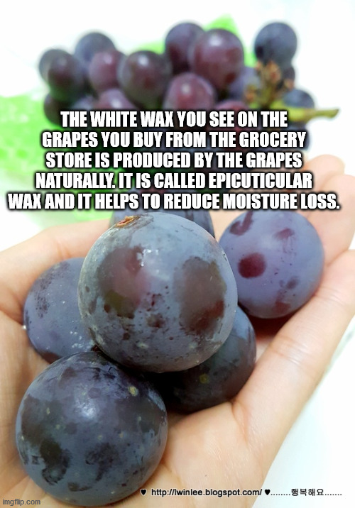 grape - The White Wax You See On The Grapes You Buy From The Grocery Store Is Produced By The Grapes Naturally. It Is Called Epicuticular Wax And It Helps To Reduce Moisture Loss. ....... imgflip.com