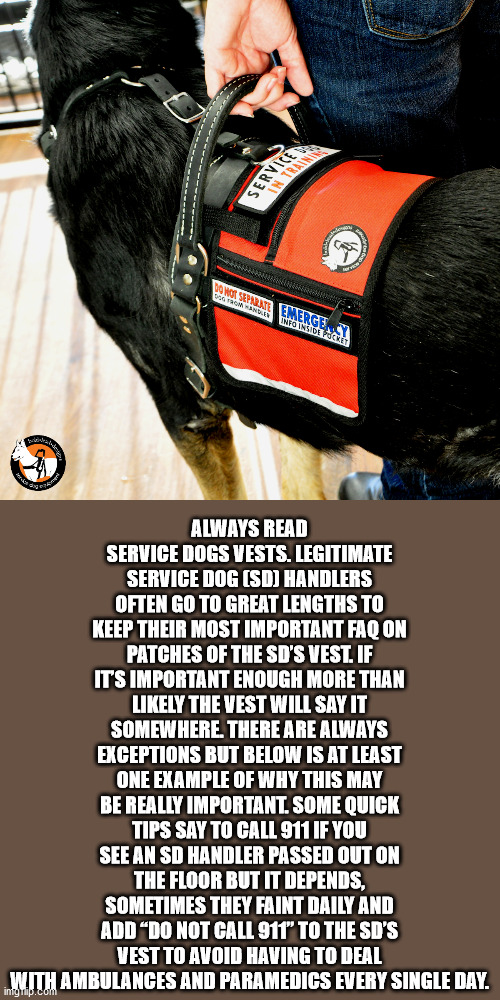 business cat meme - Intra Owner Trond Info Insign Rgen Wan Always Read Service Dogs Vests. Legitimate Service Dog Sd Handlers Often Go To Great Lengths To Keep Their Most Important Faq On Patches Of The Sd'S Vest. If It'S Important Enough More Than ly The