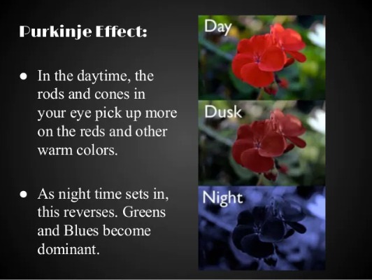 flora - Purkinje Effect Day In the daytime, the rods and cones in your eye pick up more on the reds and other warm colors. Dusk Night As night time sets in, this reverses. Greens and Blues become dominant.