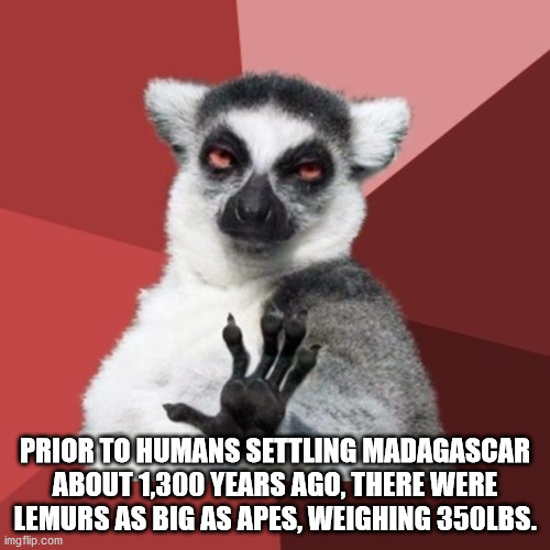 calm your hormones meme - Prior To Humans Settling Madagascar About 1,300 Years Ago, There Were Lemurs As Big As Apes, Weighing 350LBS. imgflip.com