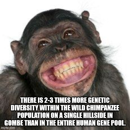 pilatus - There Is 23 Times More Genetic Diversity Within The Wild Chimpanzee Population On A Single Hillside In Gombe Than In The Entire Human Gene Pool. imgflip.com
