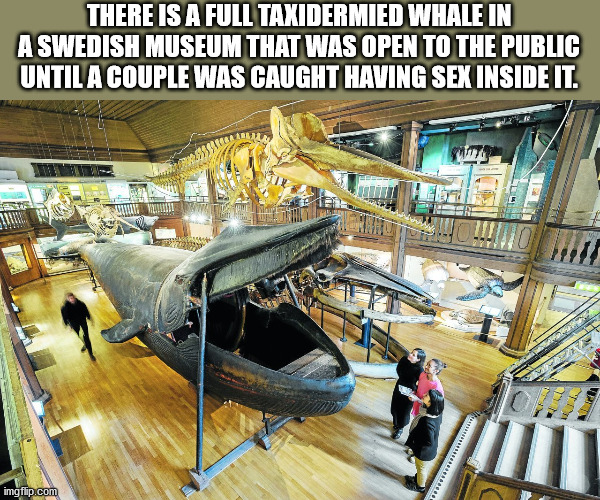 fun facts - There Is A Full Taxidermied Whale In A Swedish Museum That Was Open To The Public Until A Couple Was Caught Having Sex Inside It. Wita Vpn imgflip.com