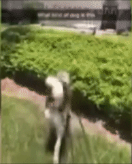 Moving Image Mayhem--Animal Edition