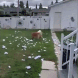 Moving Image Mayhem--Animal Edition