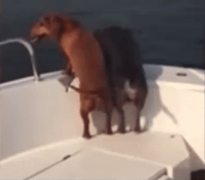 Moving Image Mayhem--Animal Edition