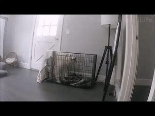 Moving Image Mayhem--Animal Edition