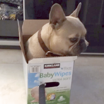 Moving Image Mayhem--Animal Edition