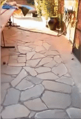 Moving Image Mayhem--Animal Edition