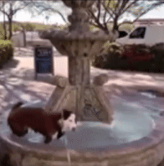 Moving Image Mayhem--Animal Edition