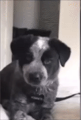 Moving Image Mayhem--Animal Edition