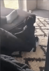 Moving Image Mayhem--Animal Edition