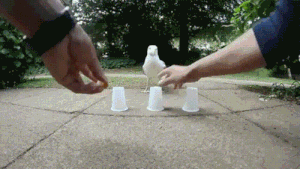 Moving Image Mayhem--Animal Edition