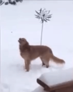 Moving Image Mayhem--Animal Edition